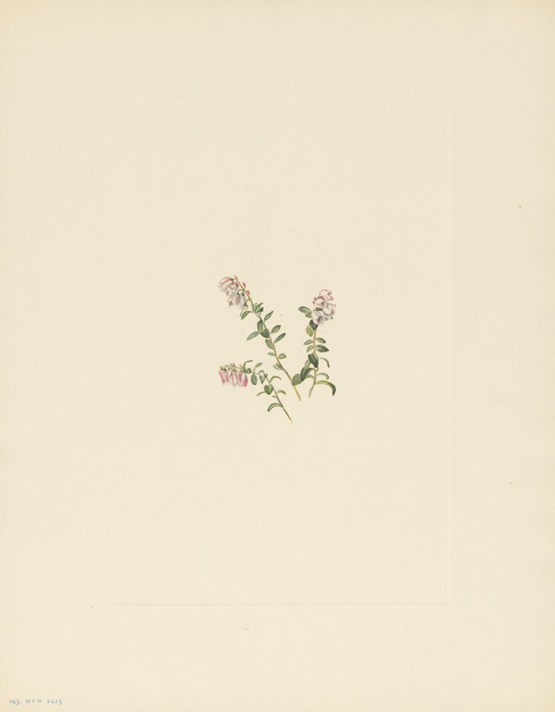 Mary Vaux Walcott - Mountain Cranberry (flower) (Vaccinium vitisidaea minus)