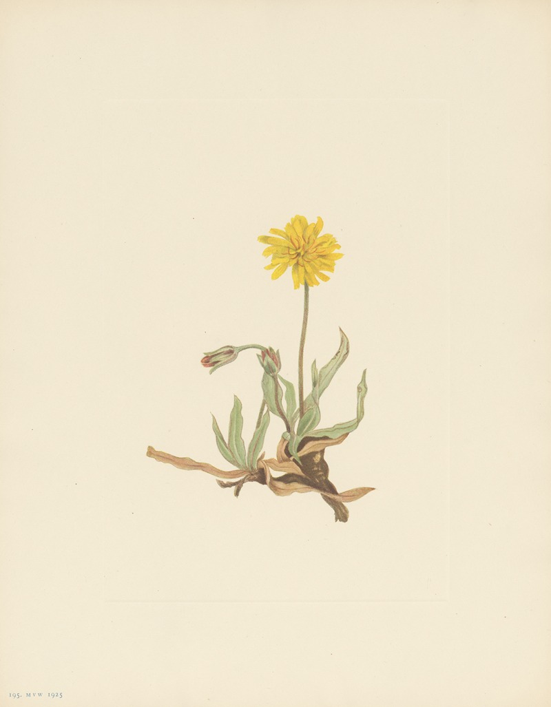 Mary Vaux Walcott - Woolly Agoseris (Agoseris villosa)