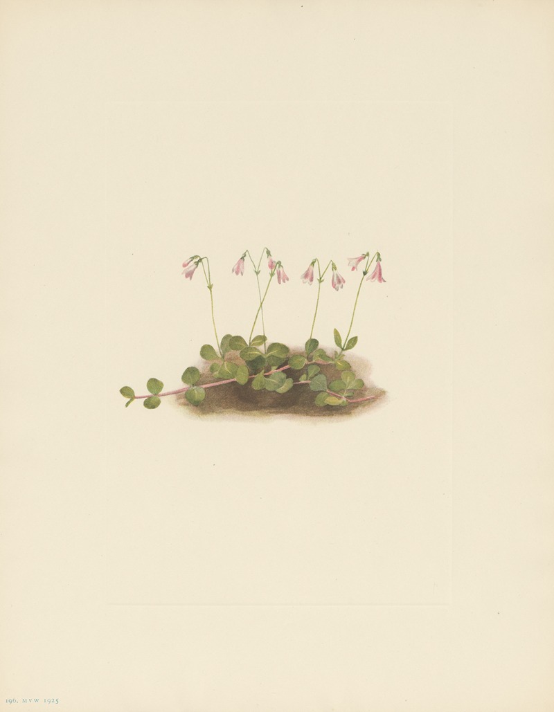 Mary Vaux Walcott - American Twinflower (Linnaea borealis americana)