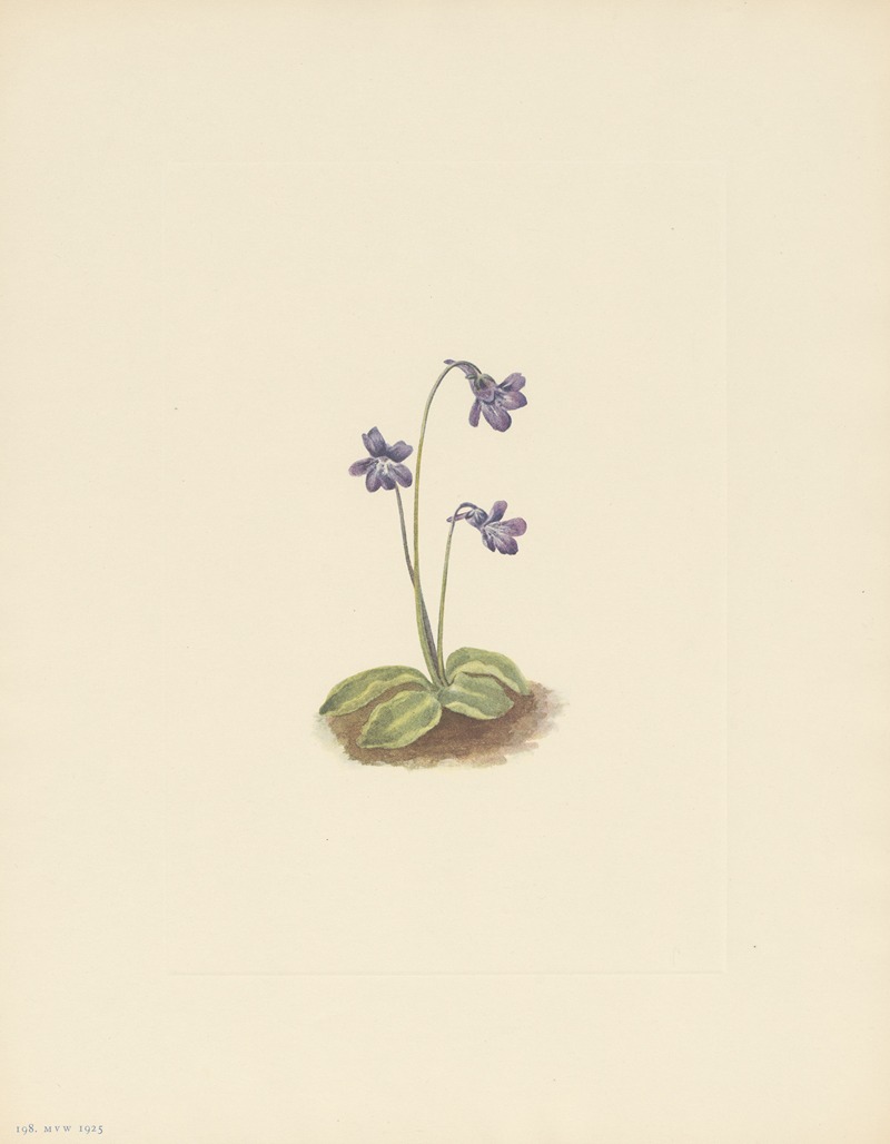 Mary Vaux Walcott - Northern Butterwort (Pinguicula vulgaris)