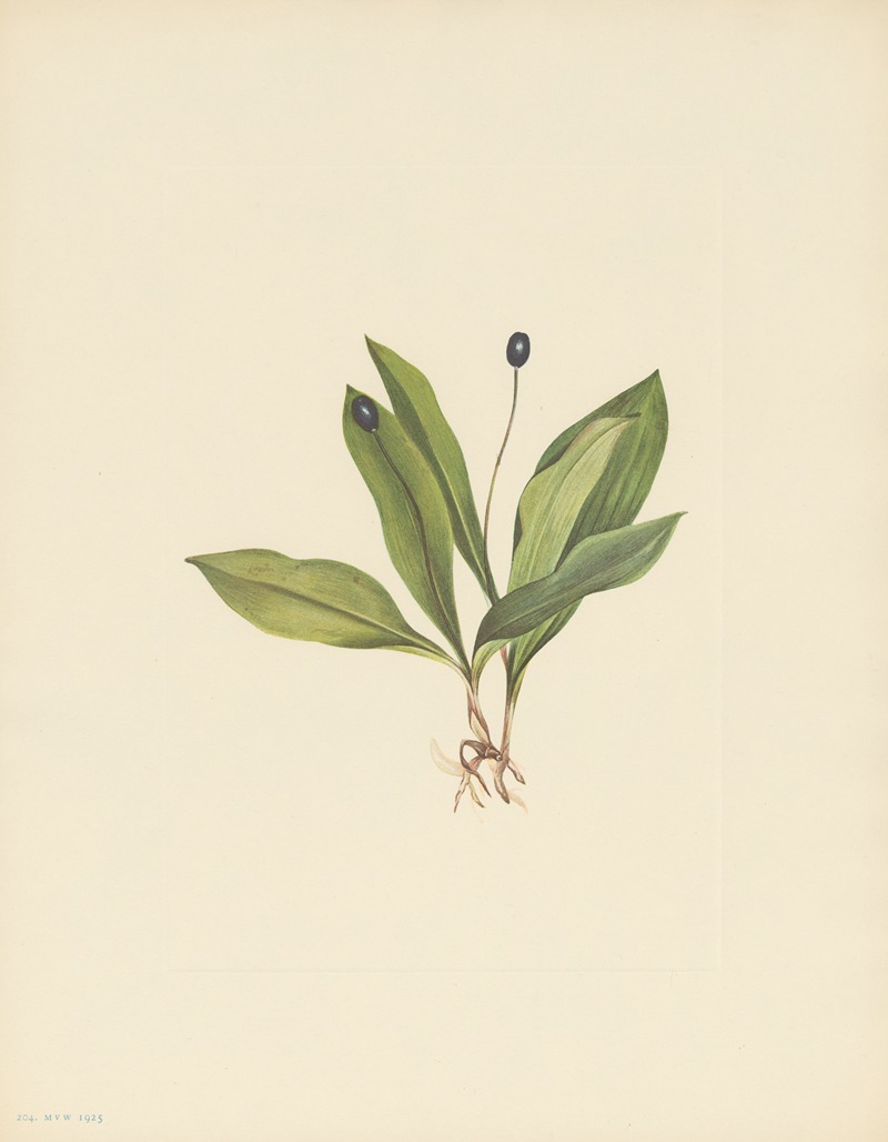 Mary Vaux Walcott - Queencup (fruit) (Clintonia uniflora)
