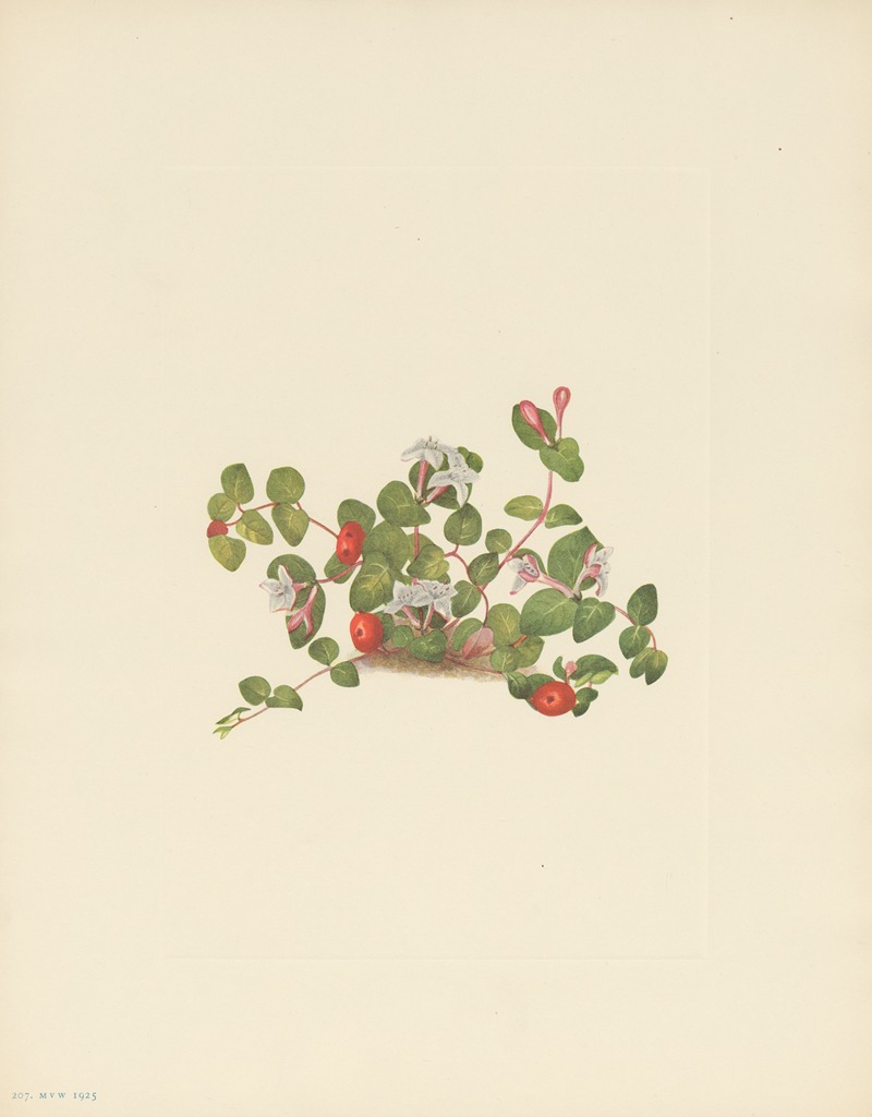 Mary Vaux Walcott - Partridgeberry (Mitchella repens)