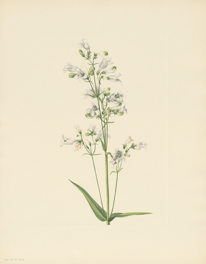 Mary Vaux Walcott - Foxglove Pentstemon (Pentstemon digitalis)