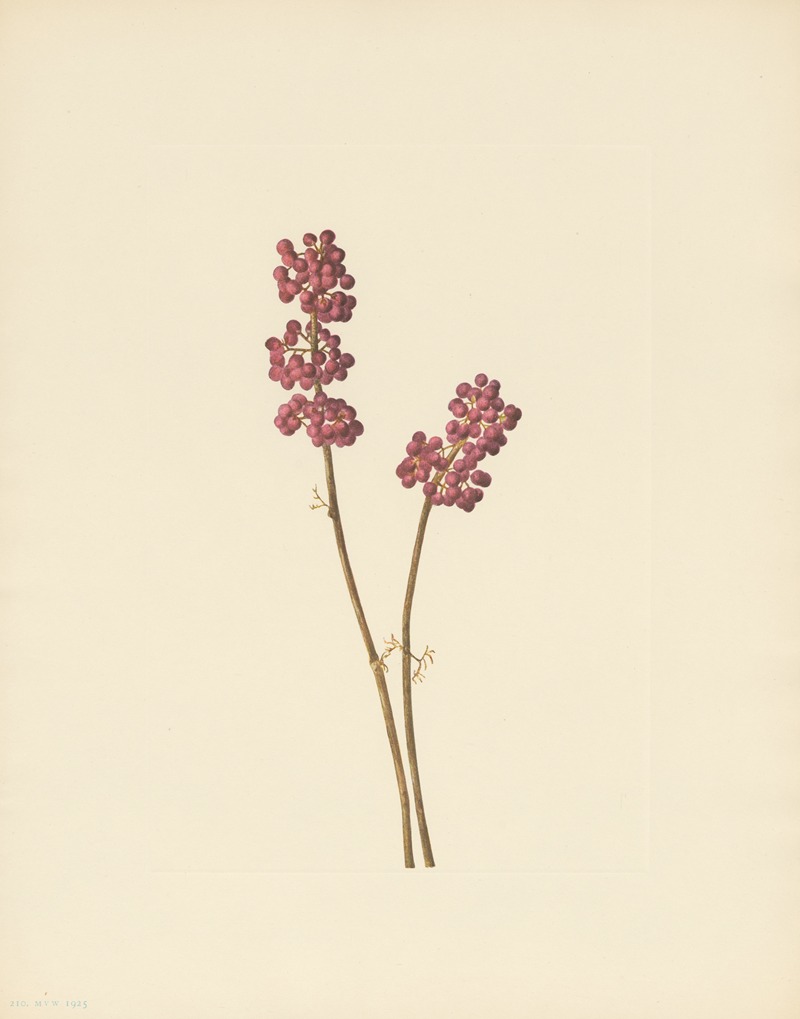 Mary Vaux Walcott - Beautyberry (Callicarpa americana)