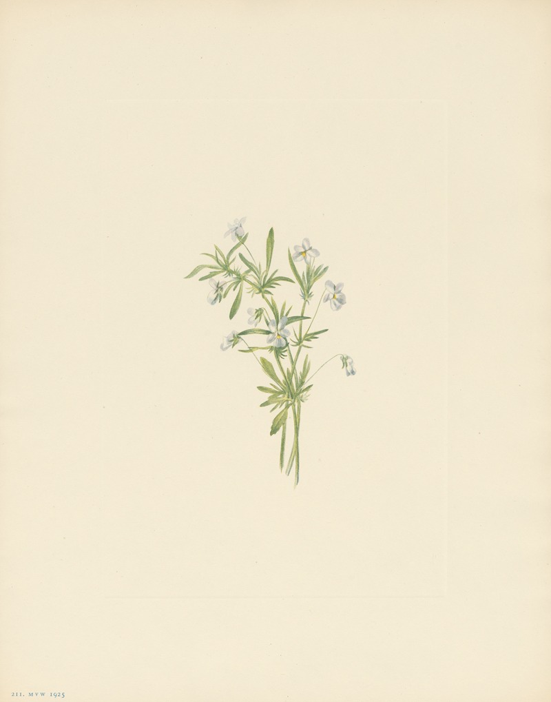 Mary Vaux Walcott - Field Violet (Viola rafinesquii)