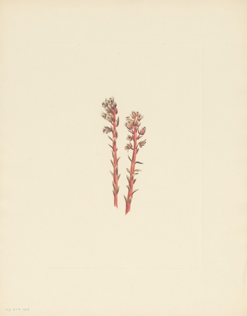 Mary Vaux Walcott - Red Pinesap (Hypopitys lanuginosa)