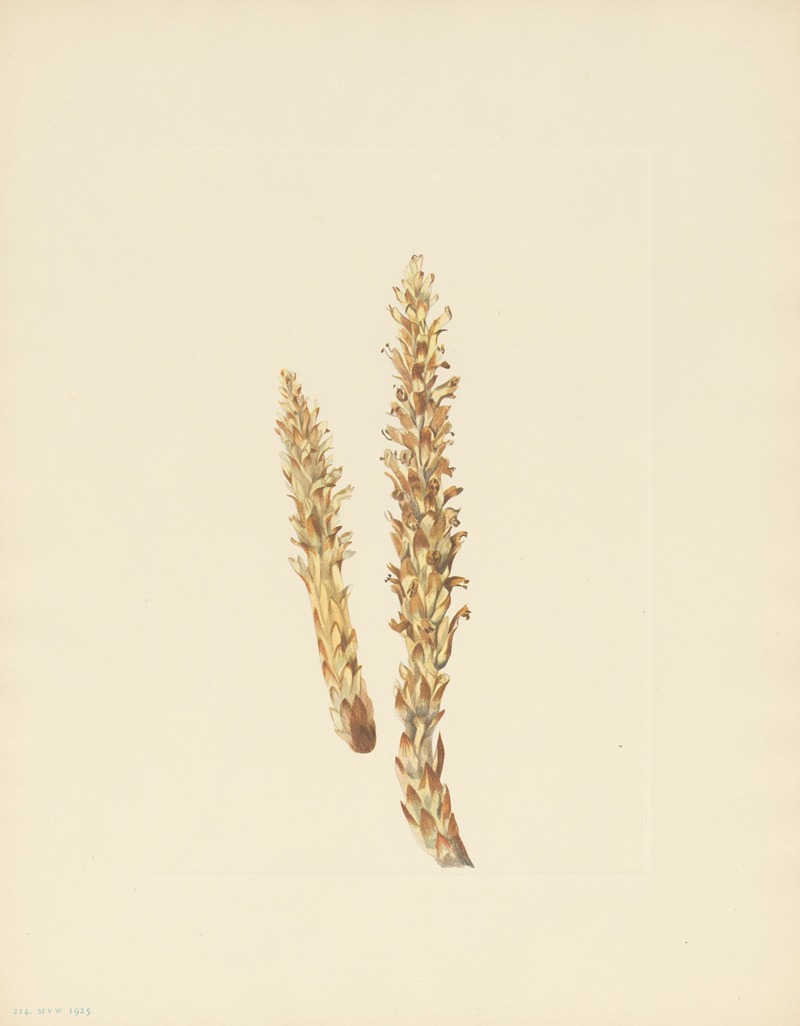 Mary Vaux Walcott - Squawroot (Conopholis americana)