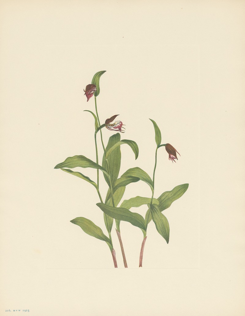 Mary Vaux Walcott - Ramshead Ladyslipper (Cypripedium arietinum)