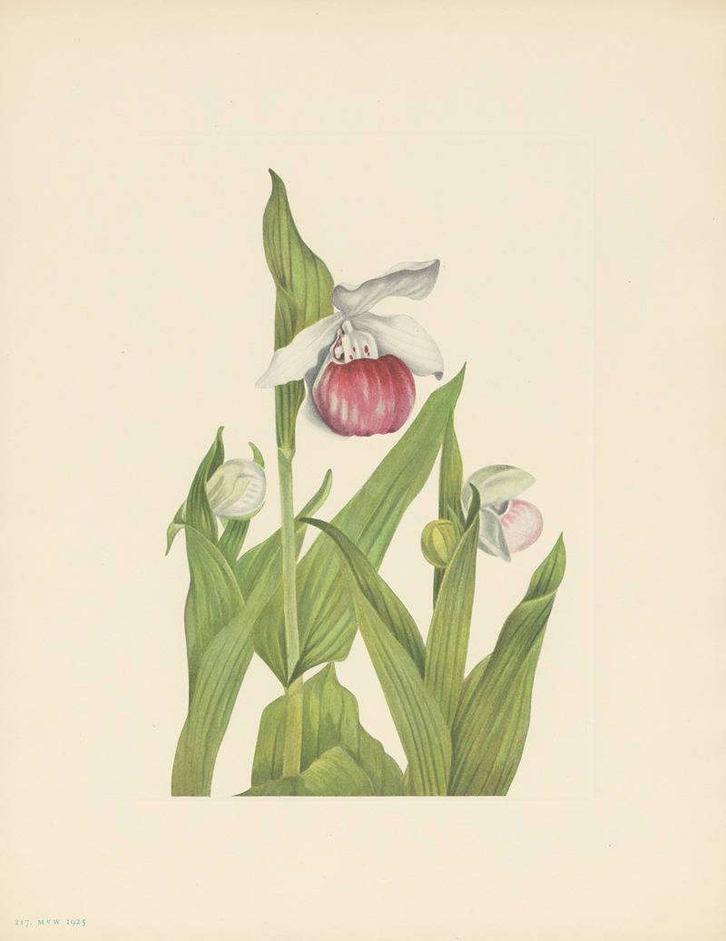 Mary Vaux Walcott - Showy Ladyslipper (Cypripedium reginae)
