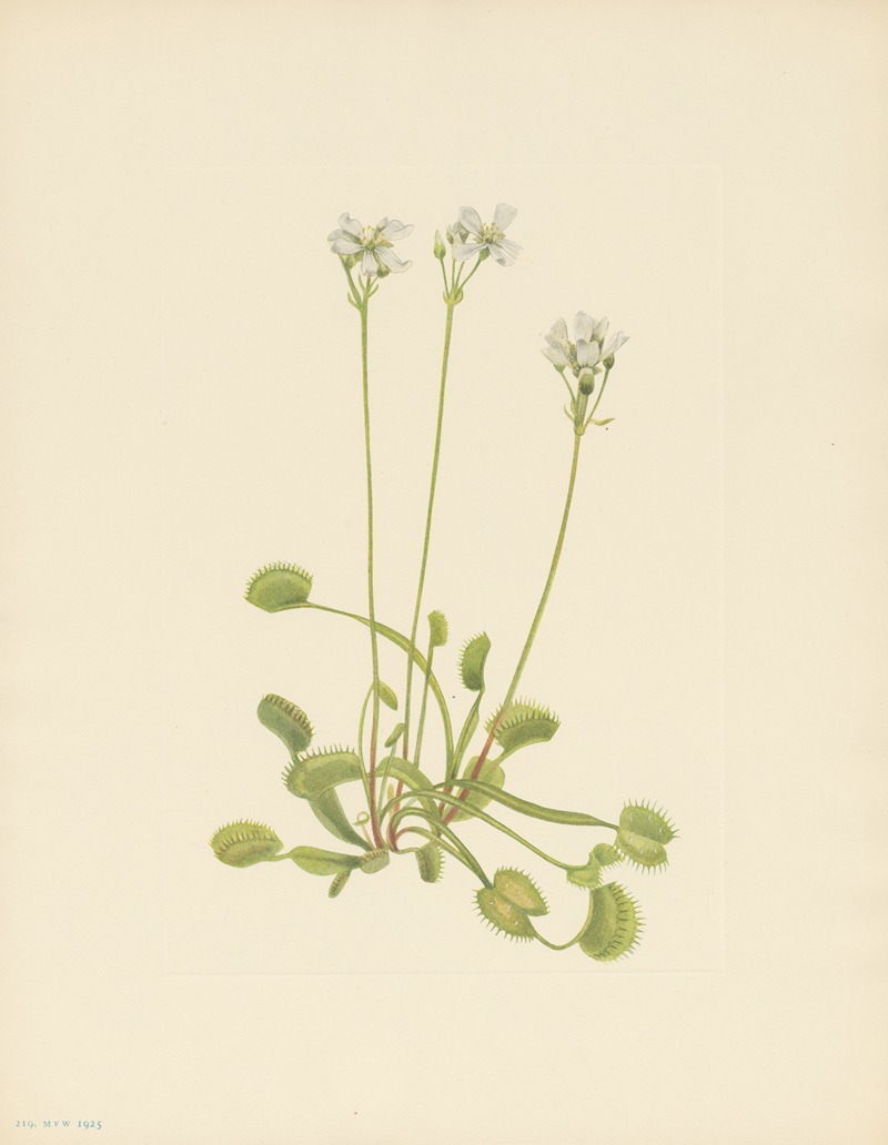 Mary Vaux Walcott - Venus Flytrap (Dionaea muscipula)