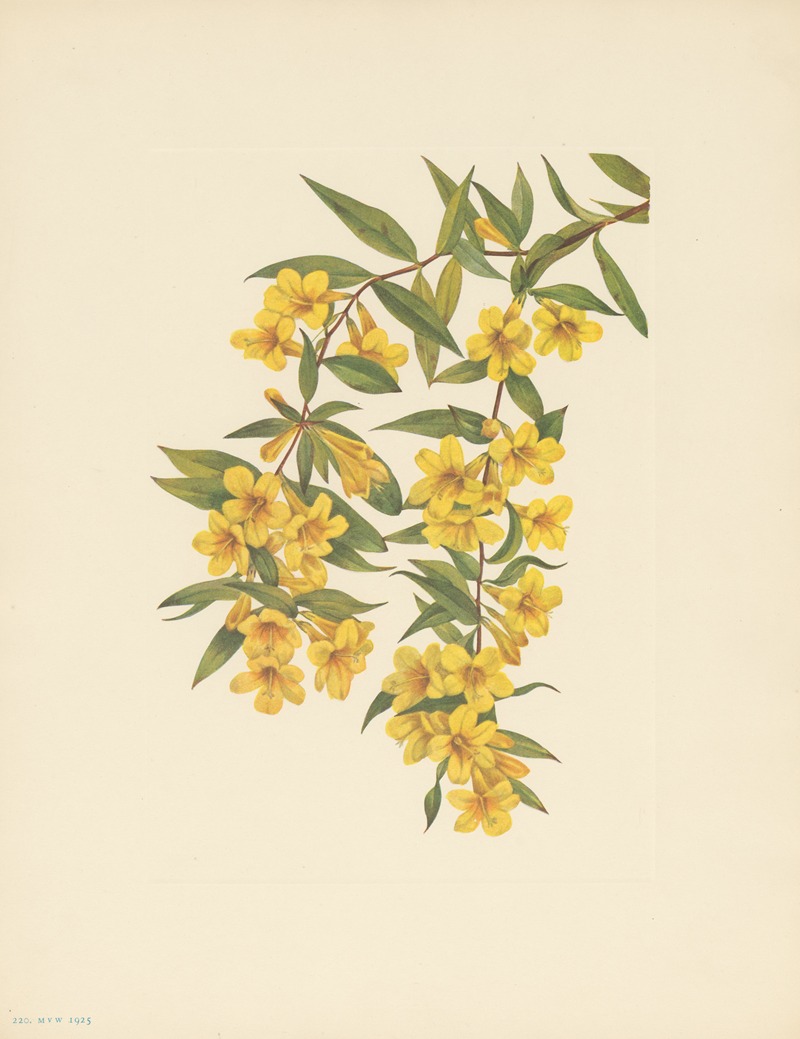 Mary Vaux Walcott - Carolina Jessamine (Gelsemium sempervirens)