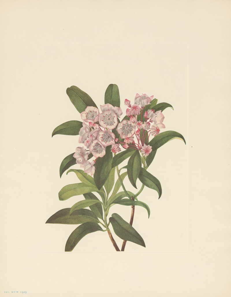Mary Vaux Walcott - Mountain-laurel (Kalmia latifolia)