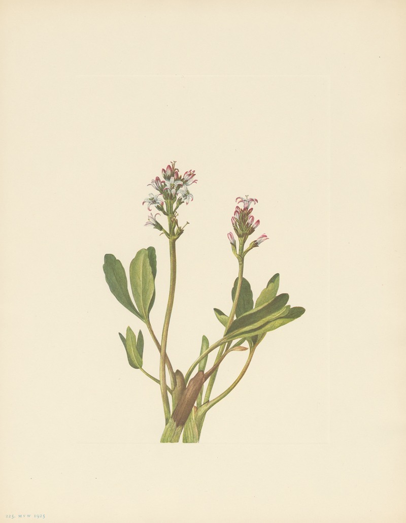 Mary Vaux Walcott - Bogbean (Menyanthes trifoliata)