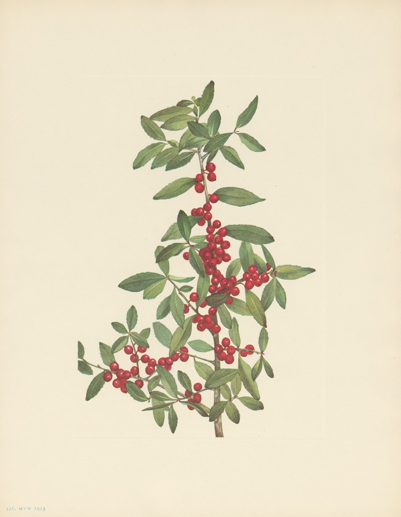 Mary Vaux Walcott - Yaupon (Ilex vomitoria)
