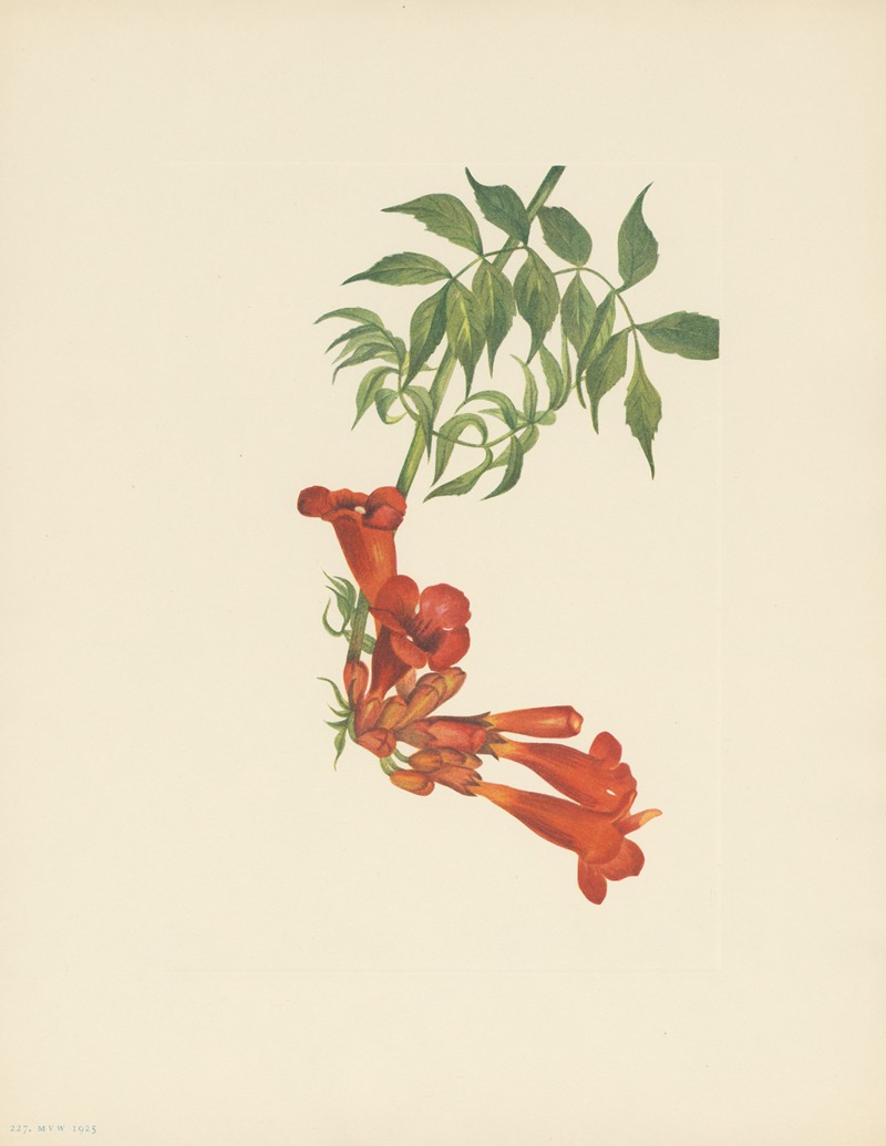 Mary Vaux Walcott - Trumpetcreeper (Bignonia radicans)
