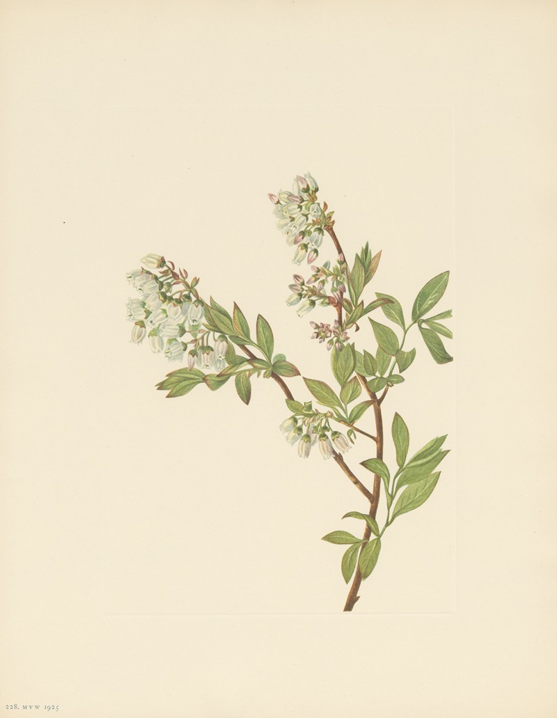 Mary Vaux Walcott - Highbush Blueberry (Vaccinium corymbosum)