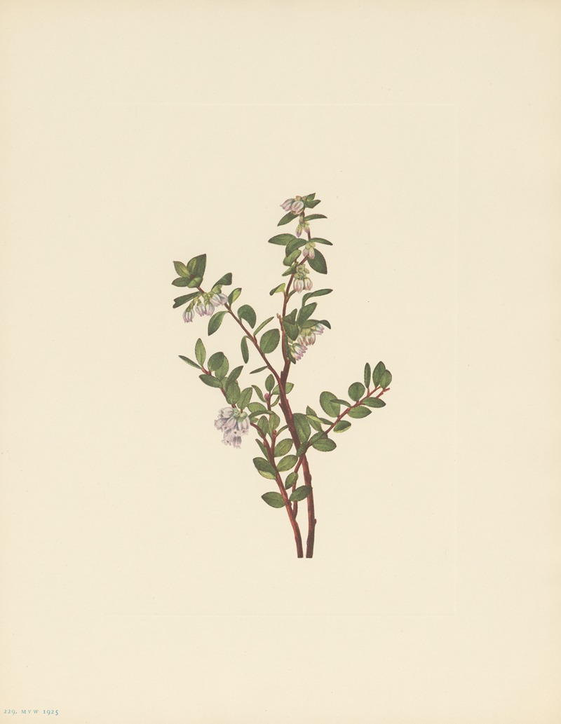 Mary Vaux Walcott - Box Huckleberry (Gaylussacia brachycera)