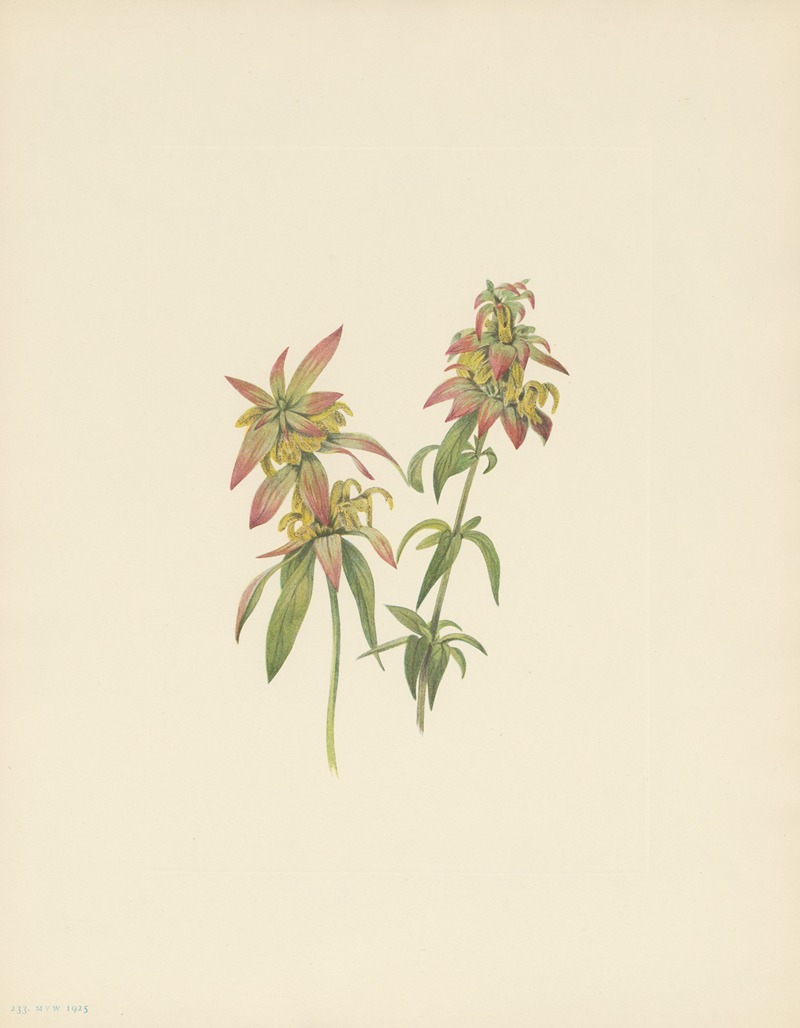 Mary Vaux Walcott - Spotted Beebalm (Monarda punctata)