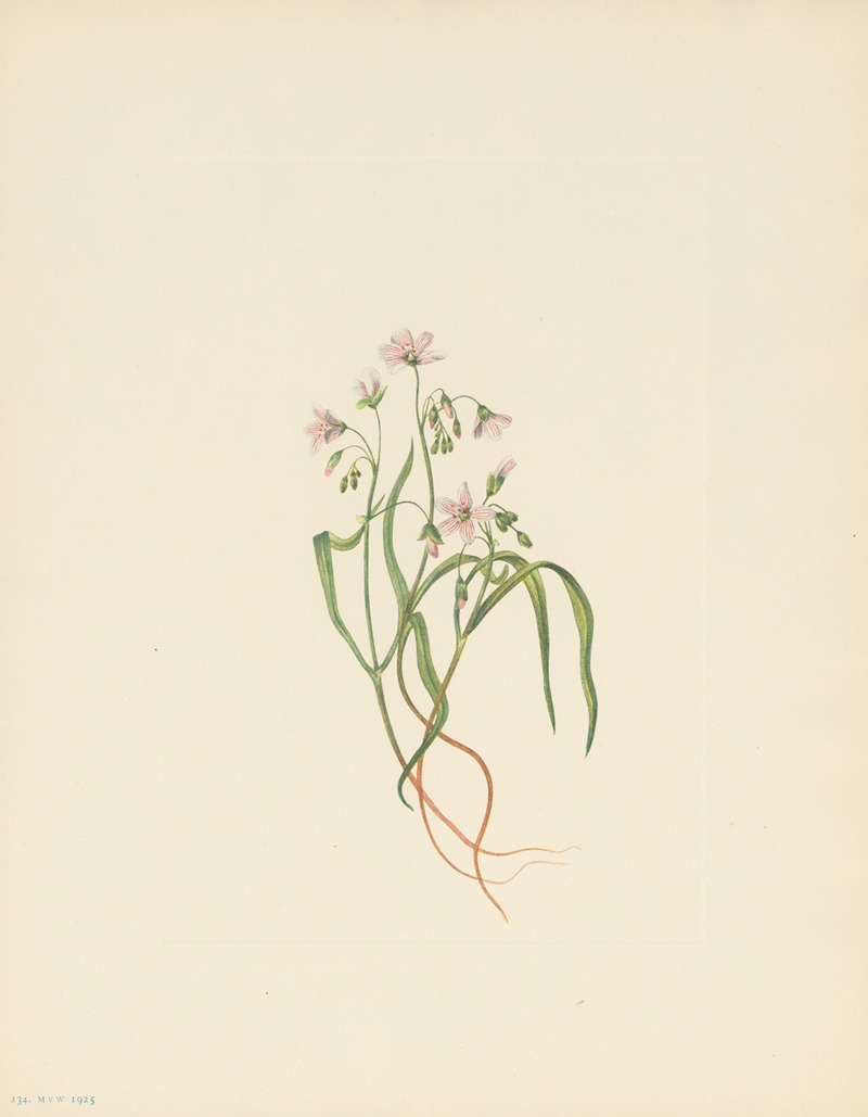 Mary Vaux Walcott - Virginia Springbeauty (Claytonia virginica)