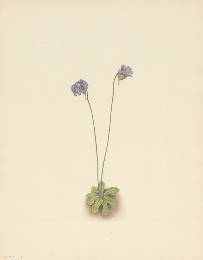Mary Vaux Walcott - Purple Butterwort (Pinguicula elatior)