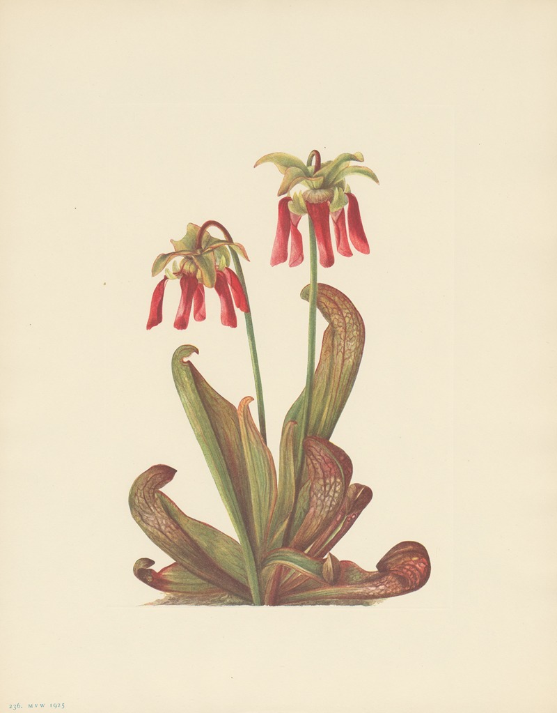 Mary Vaux Walcott - Parrot Pitcherplant (Sarracenia psittacina)