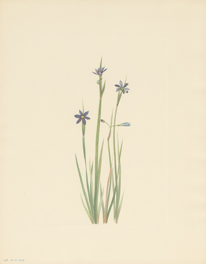 Mary Vaux Walcott - Blue-eyed-grass (Sisyrinchium angustifolium)