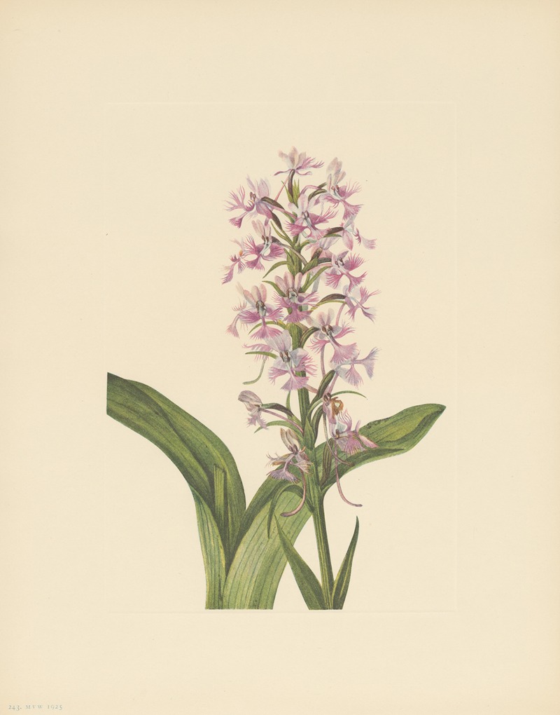 Mary Vaux Walcott - Large Purple Fringe-orchid (Habenaria grandiflora)