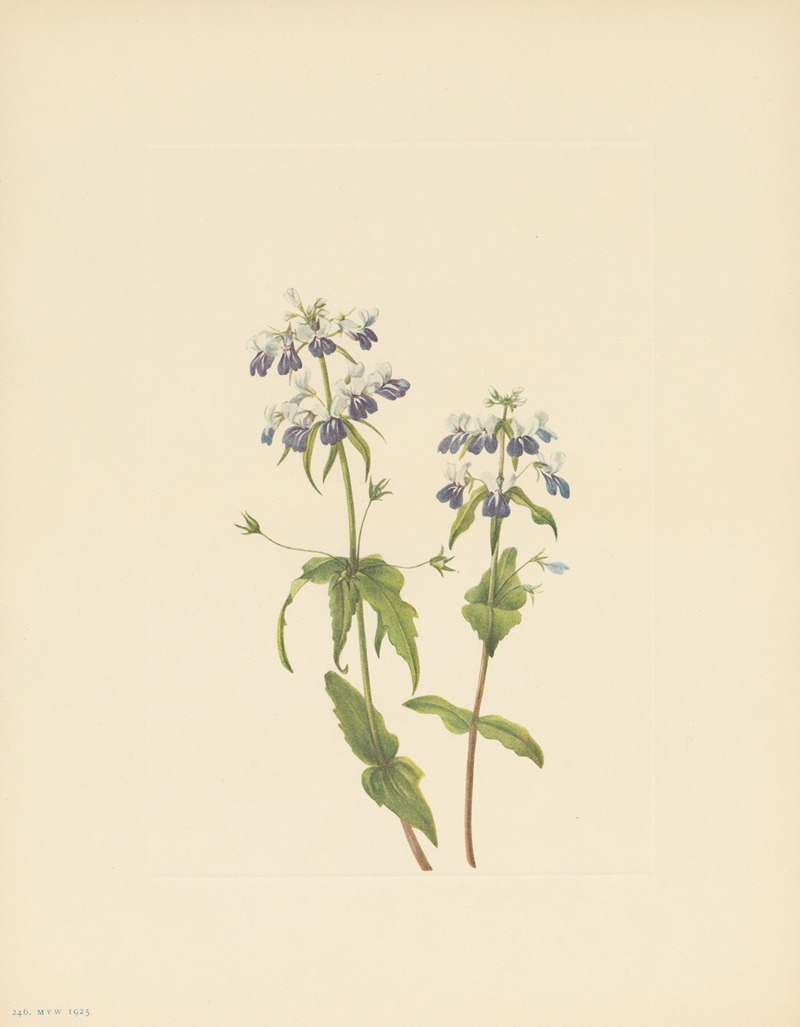 Mary Vaux Walcott - Blue-eyed-mary (Collinsia verna)