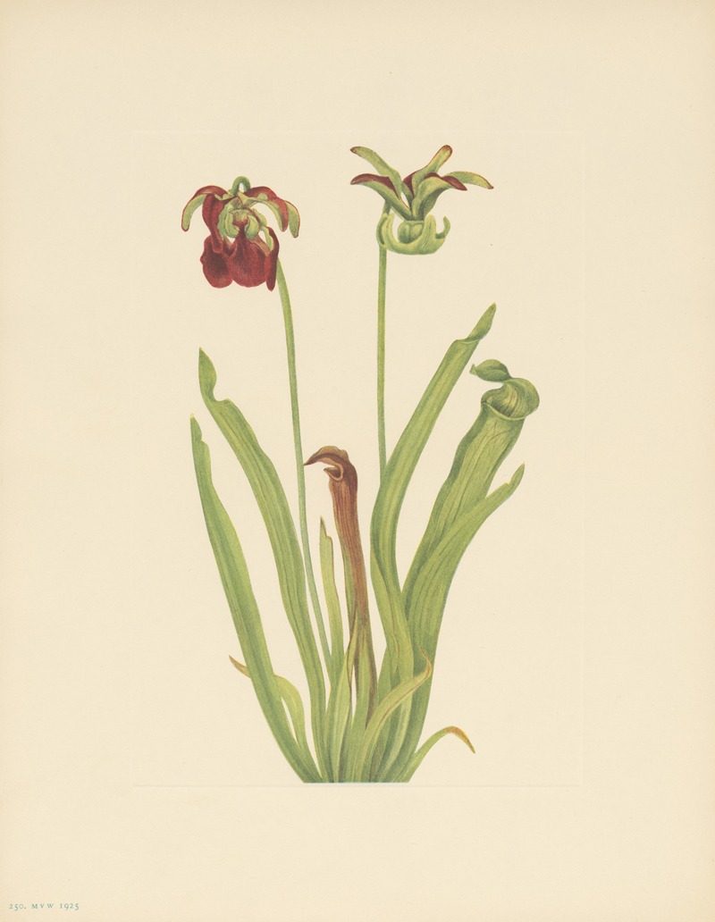 Mary Vaux Walcott - Sweet Pitcherplant (Sarracenia rubra)