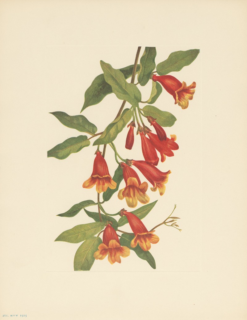 Mary Vaux Walcott - Crossvine (Anisostichus capreolatus)