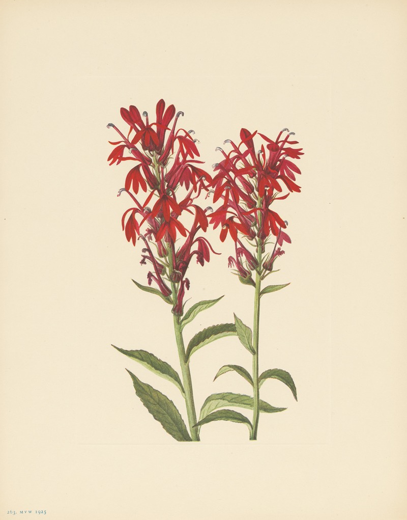 Mary Vaux Walcott - Cardinalflower (Lobelia cardinalis)