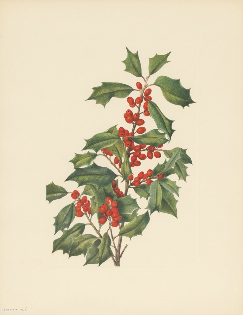Mary Vaux Walcott - American Holly (Ilex opaca)