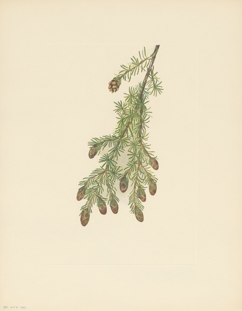 Mary Vaux Walcott - Western Hemlock (Tsuga heterophylla)