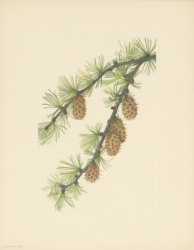 Mary Vaux Walcott - Western Larch (Larix occidentalis)