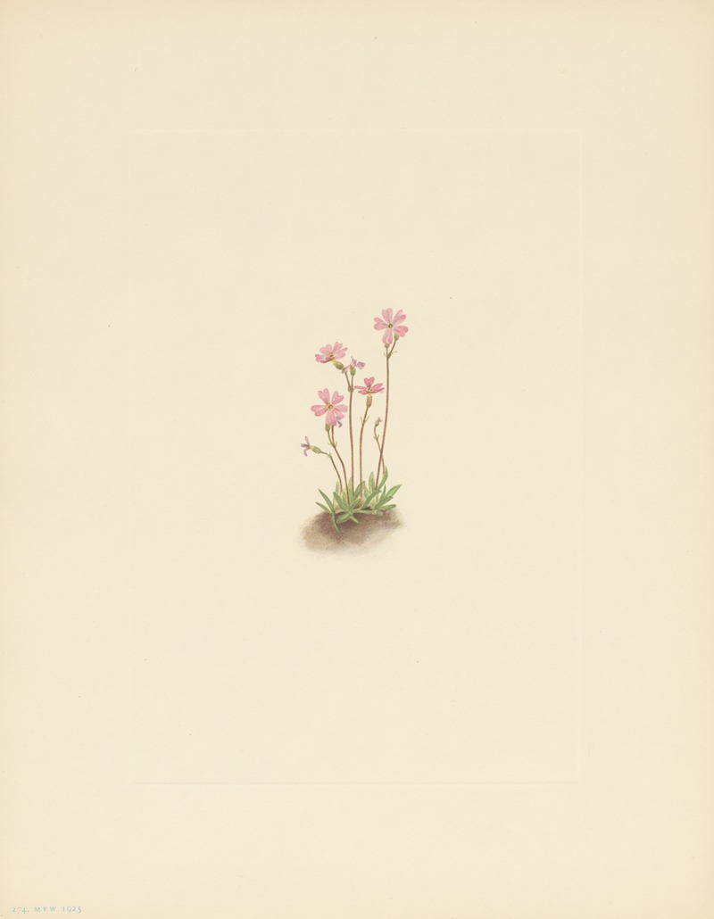 Mary Vaux Walcott - Alberta Primrose (Primula maccalliana)