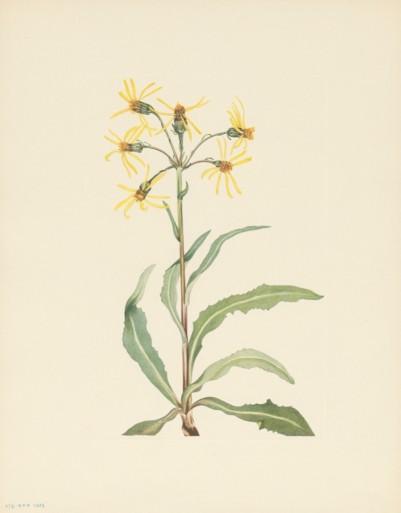 Mary Vaux Walcott - Mourning Groundsel (Senecio lugens)