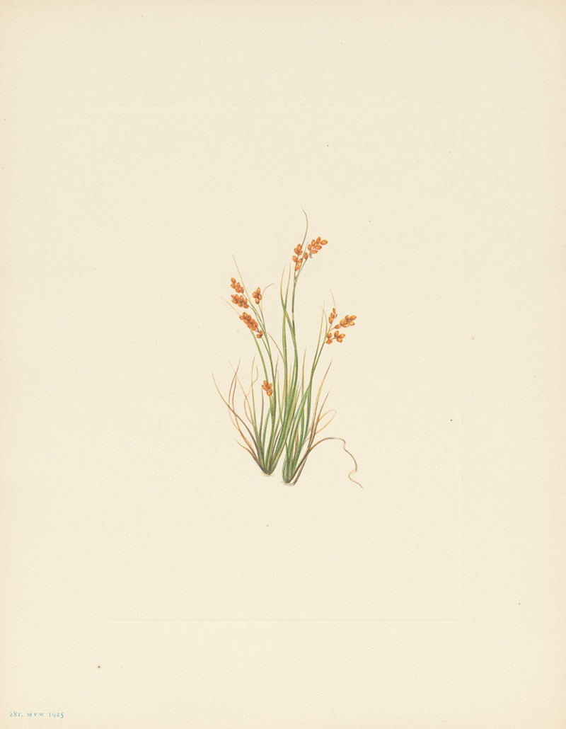 Mary Vaux Walcott - Golden Sedge (Carex aurea)