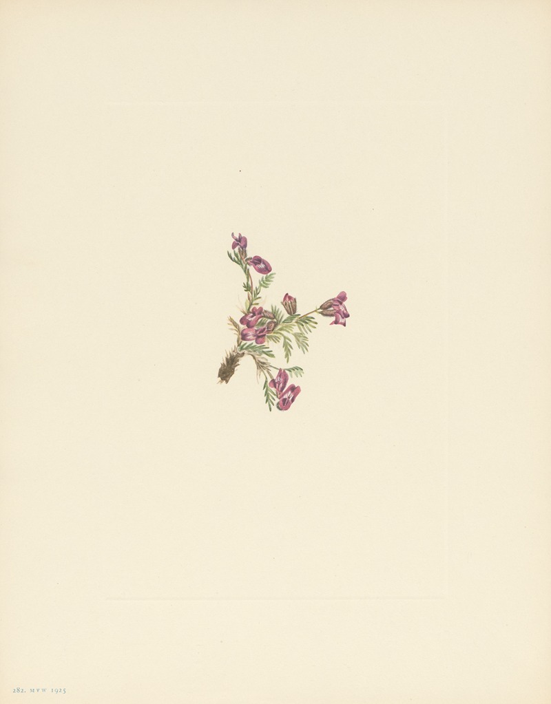 Mary Vaux Walcott - Alpine Pointvetch (flower) (Oxytropis podocarpa)
