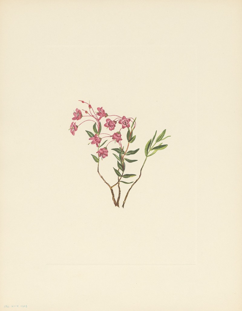 Mary Vaux Walcott - Rocky Mountain Kalmia (Ixalmia microphylla)