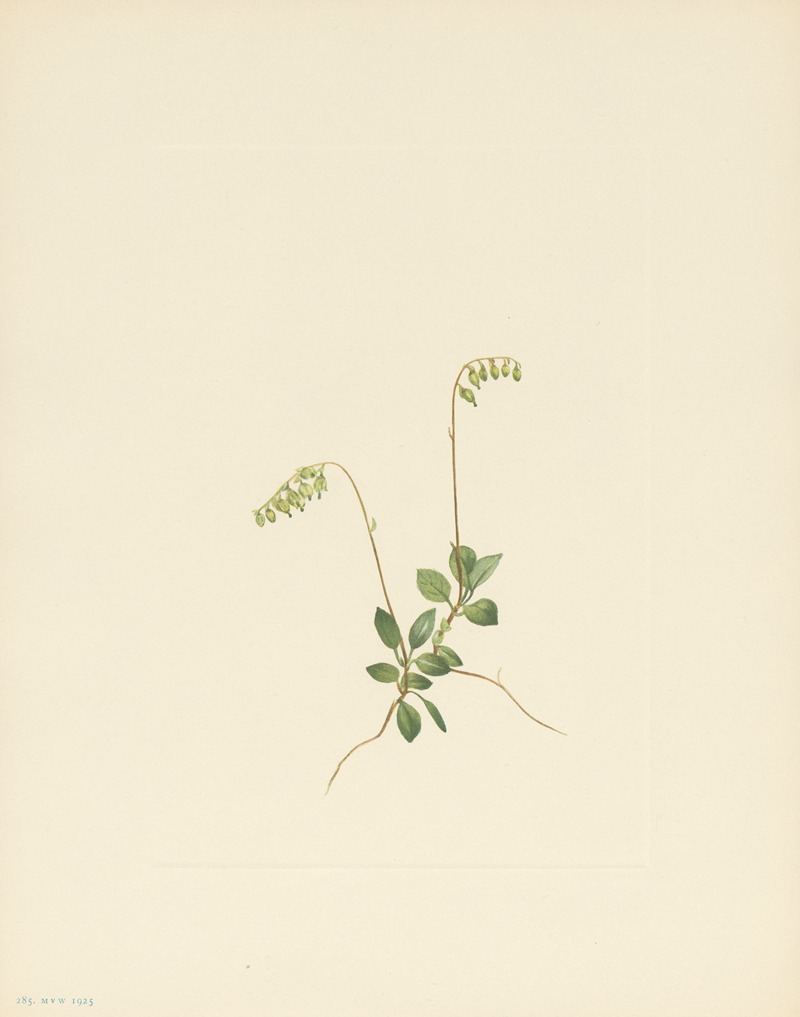 Mary Vaux Walcott - Sidebells Pyrola (Pyrola secunda)