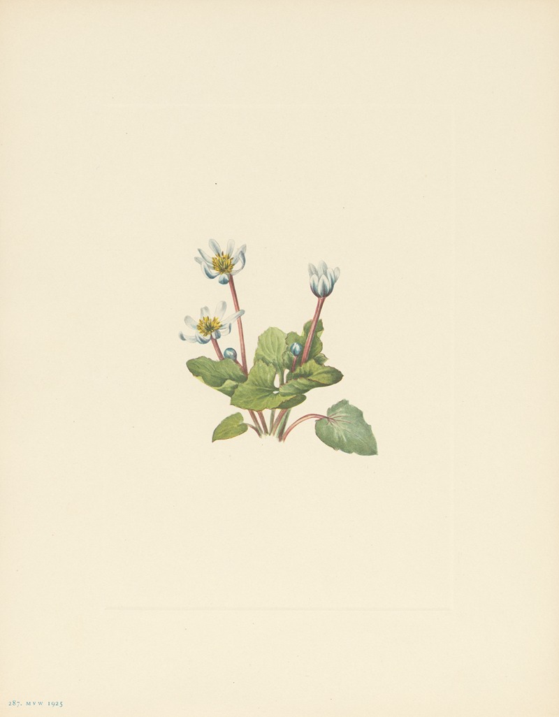 Mary Vaux Walcott - Elkslip (Caltha leptosepala)