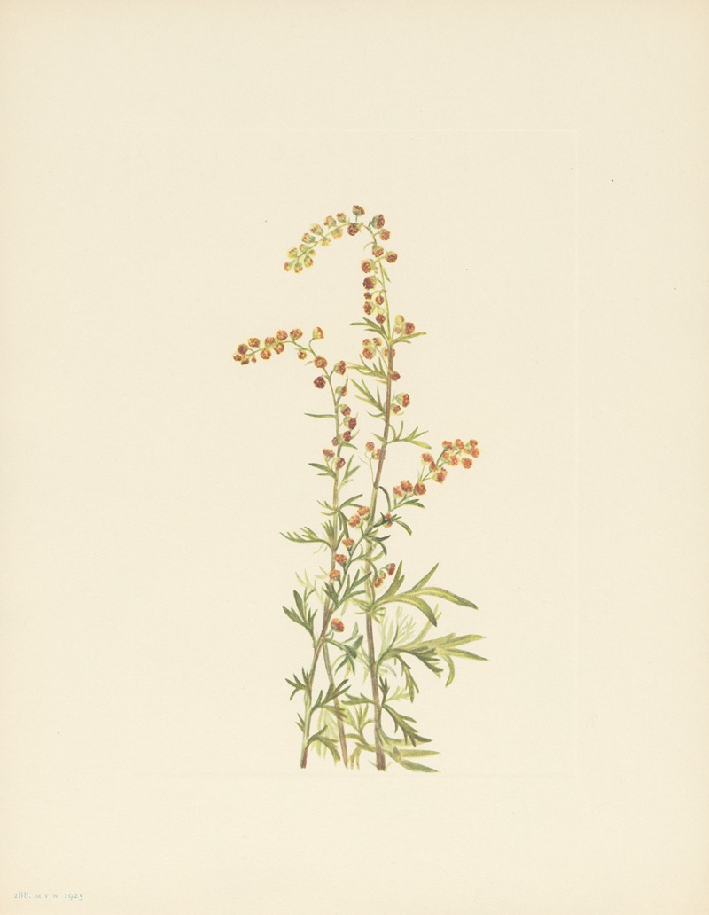 Mary Vaux Walcott - Rock Wormwood (Artemisia discolor)