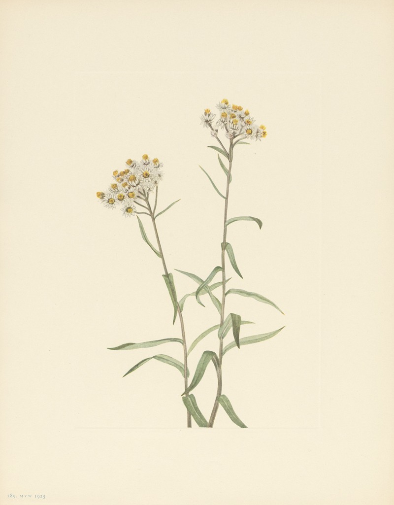 Mary Vaux Walcott - Pearl Everlasting (Anaphalis margaritacea)