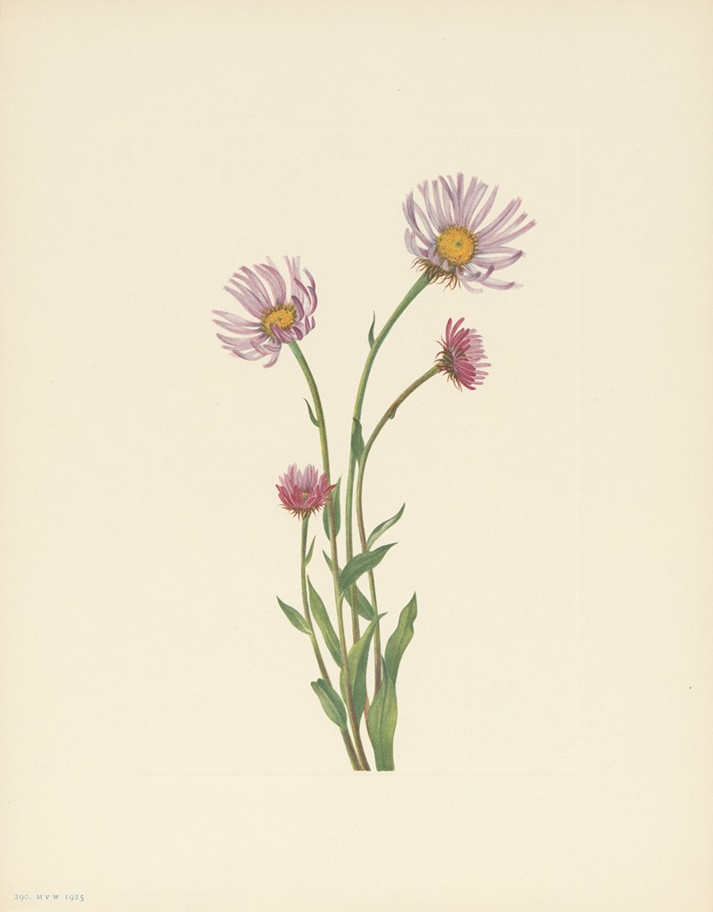 Mary Vaux Walcott - Alaska Fleabane (Erigeron salsuginosus)