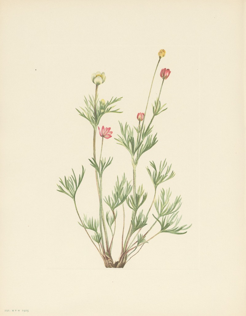 Mary Vaux Walcott - Globe Anemone (Anemone globosa)