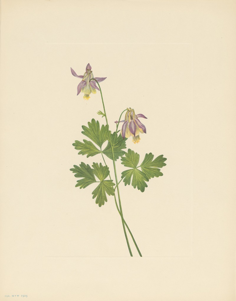 Mary Vaux Walcott - Shortspur Columbine (Aquilegia brevistyla)