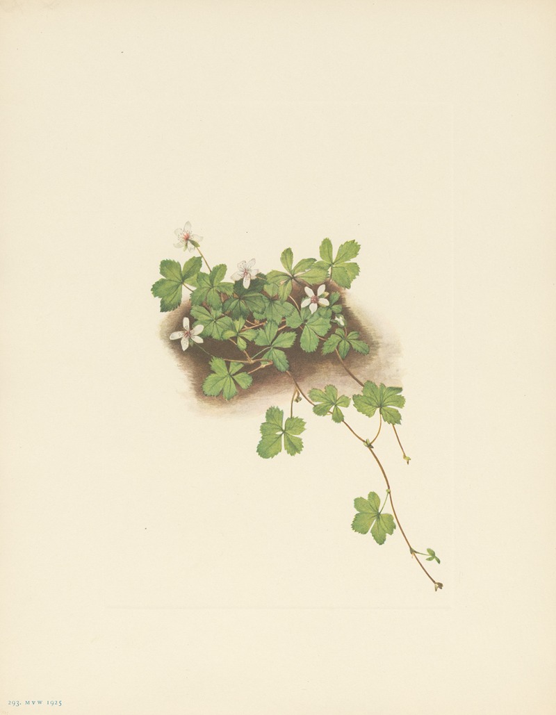 Mary Vaux Walcott - Red Dewberry (Rubus pedatus)