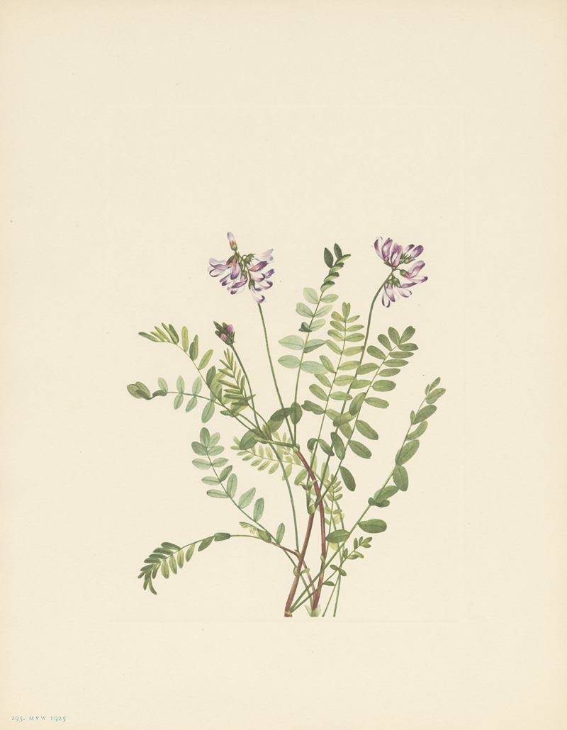 Mary Vaux Walcott - Alpine Milkvetch (Astragalus alpinus)