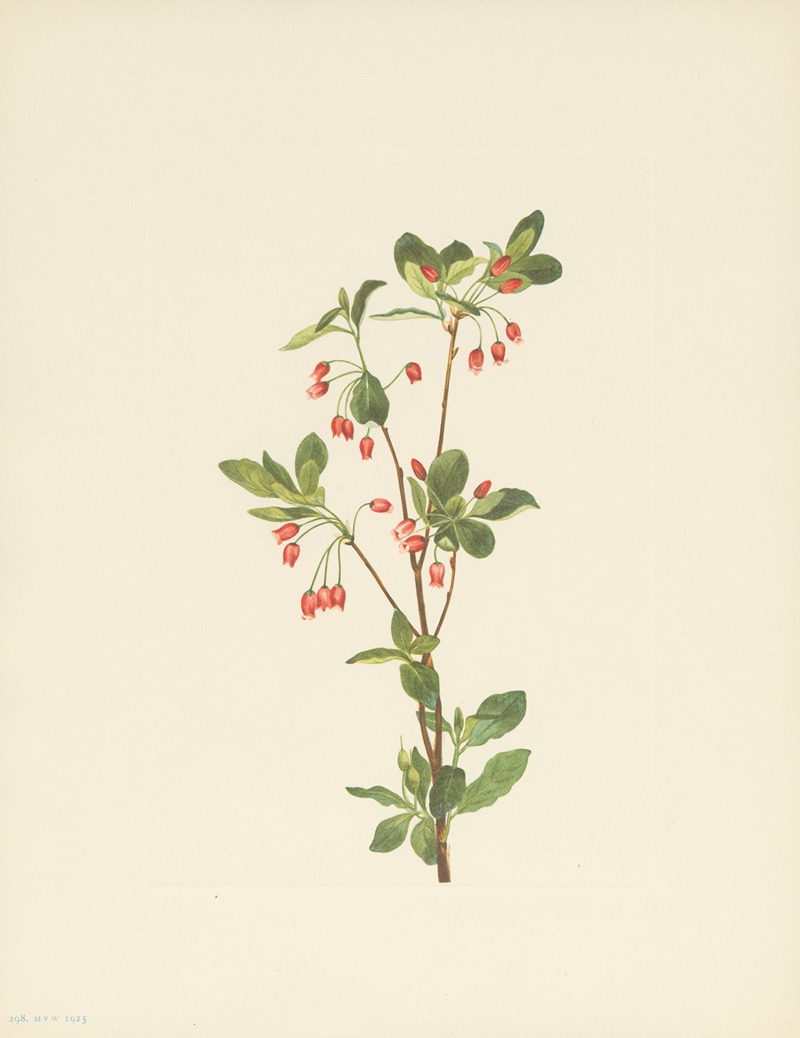 Mary Vaux Walcott - Western Menziesia (Menziesia glabella)
