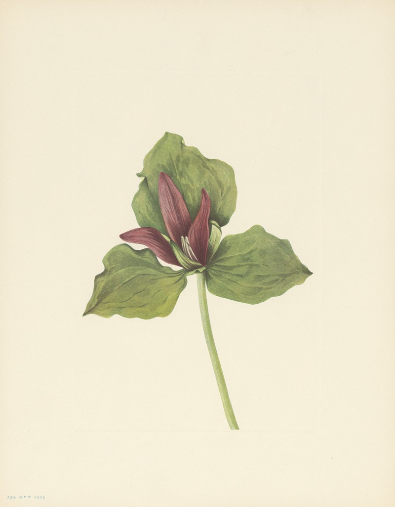 Mary Vaux Walcott - Giant Trillium (Trillium chloropetalum)